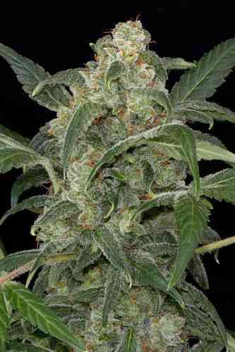 Haze 2.0 Autoflowering > Dinafem Seeds | Autoflowering Hanfsamen  |  Sativa